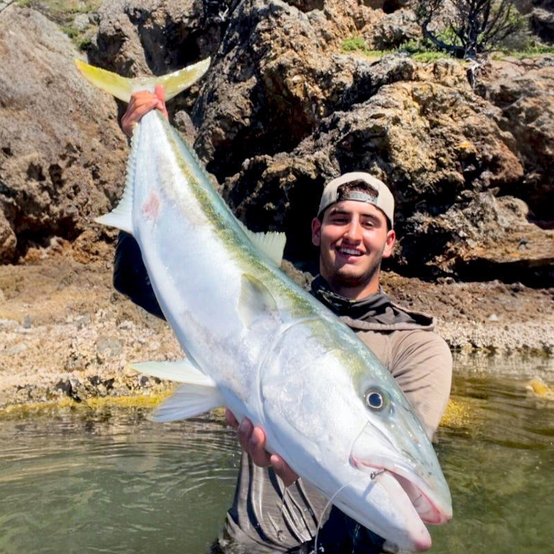 Kingfish