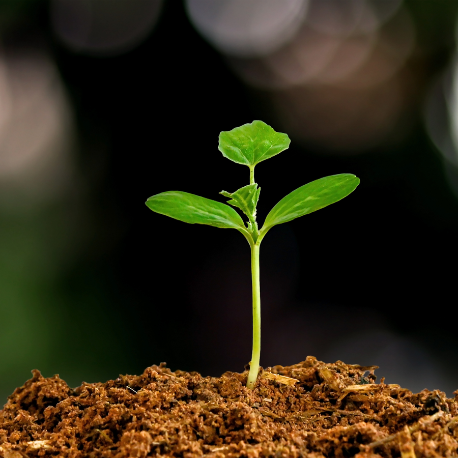 Seedling growing from rich compost soil