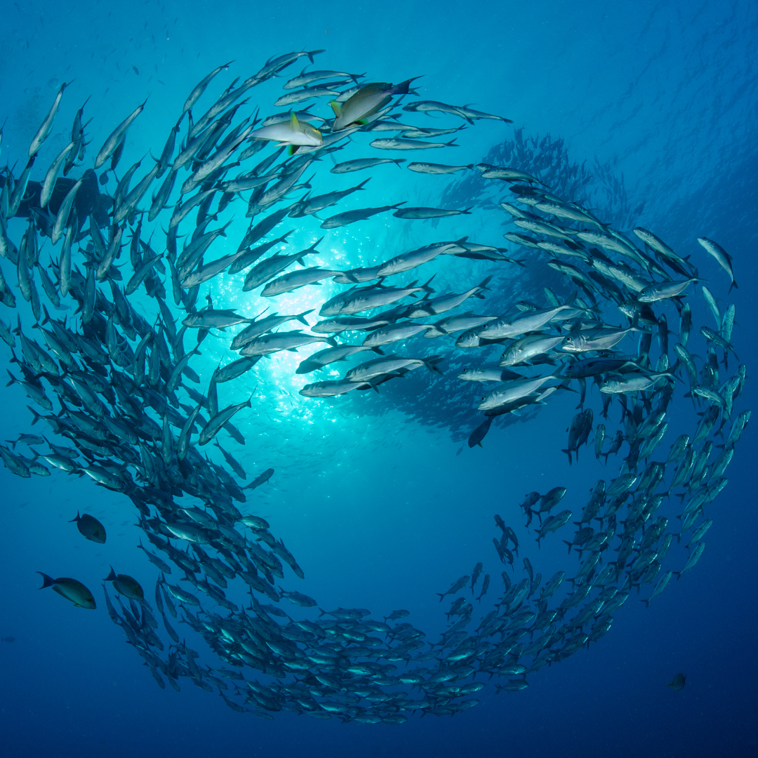 sustainability fishing legasea sustainable coastlines 
