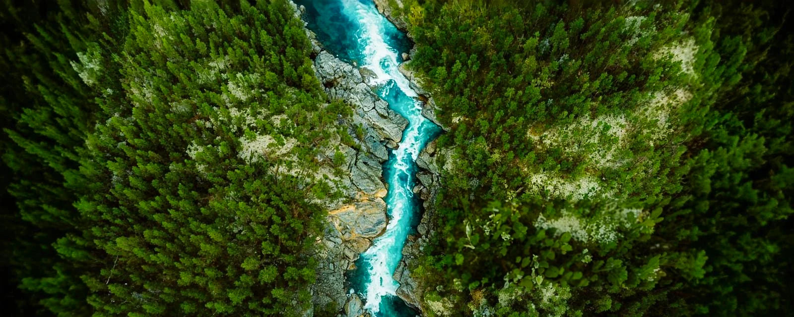 A clear New Zealand river running through bush