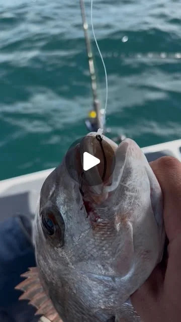 Reel by @huntnhooknz: snapper caught straylining