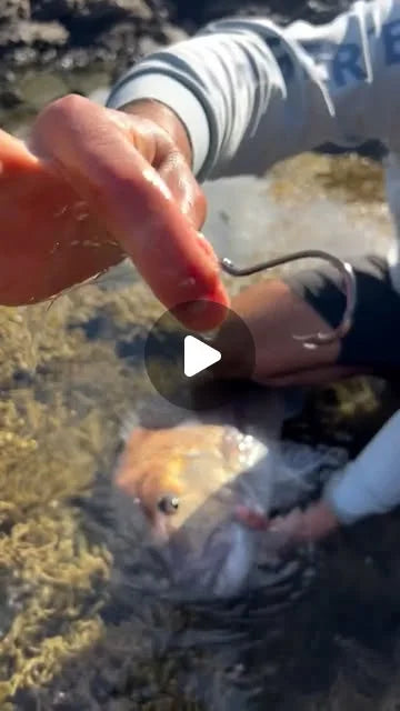Reel by @sam_chevaldin: two snapper caught and released