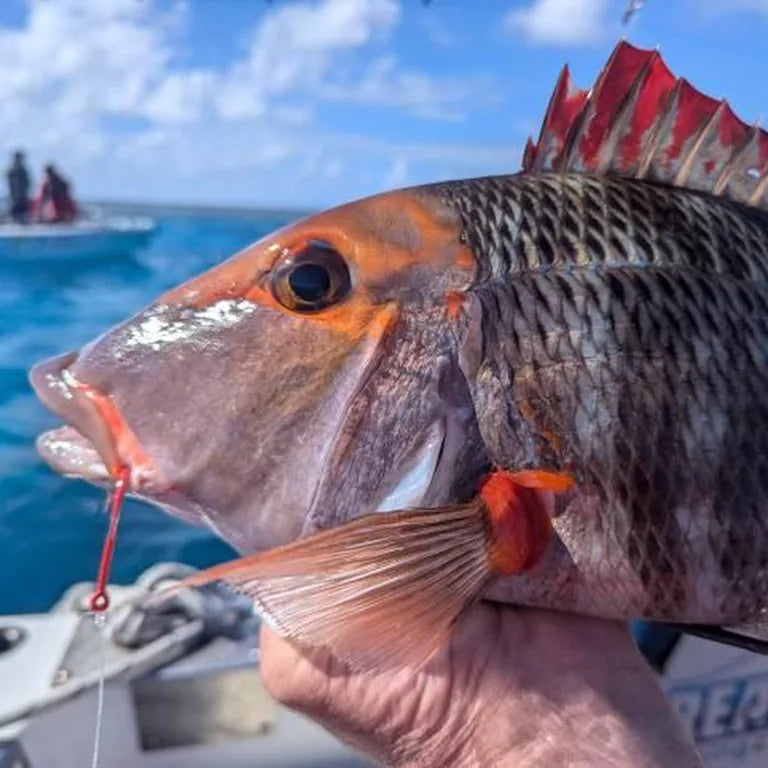 Reef fish caught on a Wise Angler Pink Beak Hook