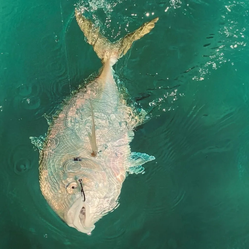 Trevally hooked on a Wise Angler Light Circle Hook